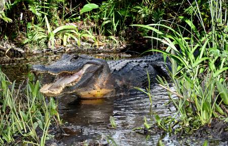 Call of the Wild Alligator Panel