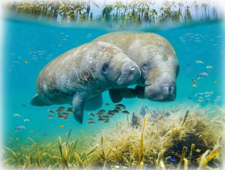 Call of the Wild Manatee Panel