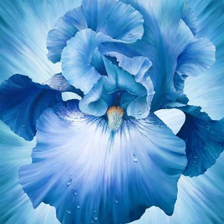 Lush Blue Iris Panel