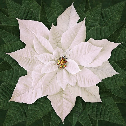 Dream Big White Poinsettia Panel